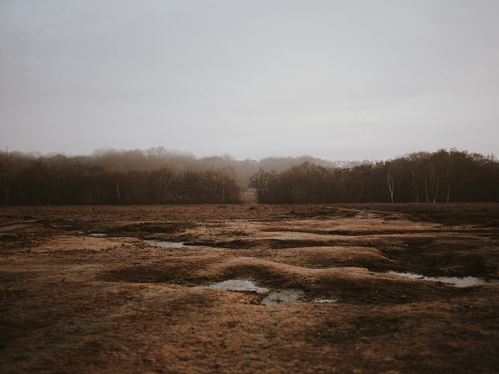 Gloomy wetland stock photo