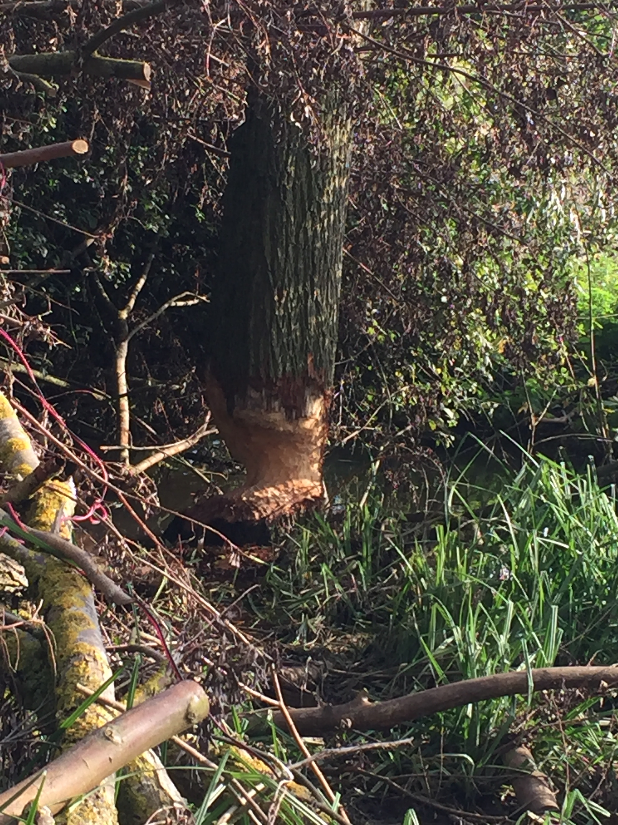 Willow eaten by beavers