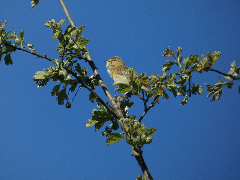 Jenny Pearson willow warbler